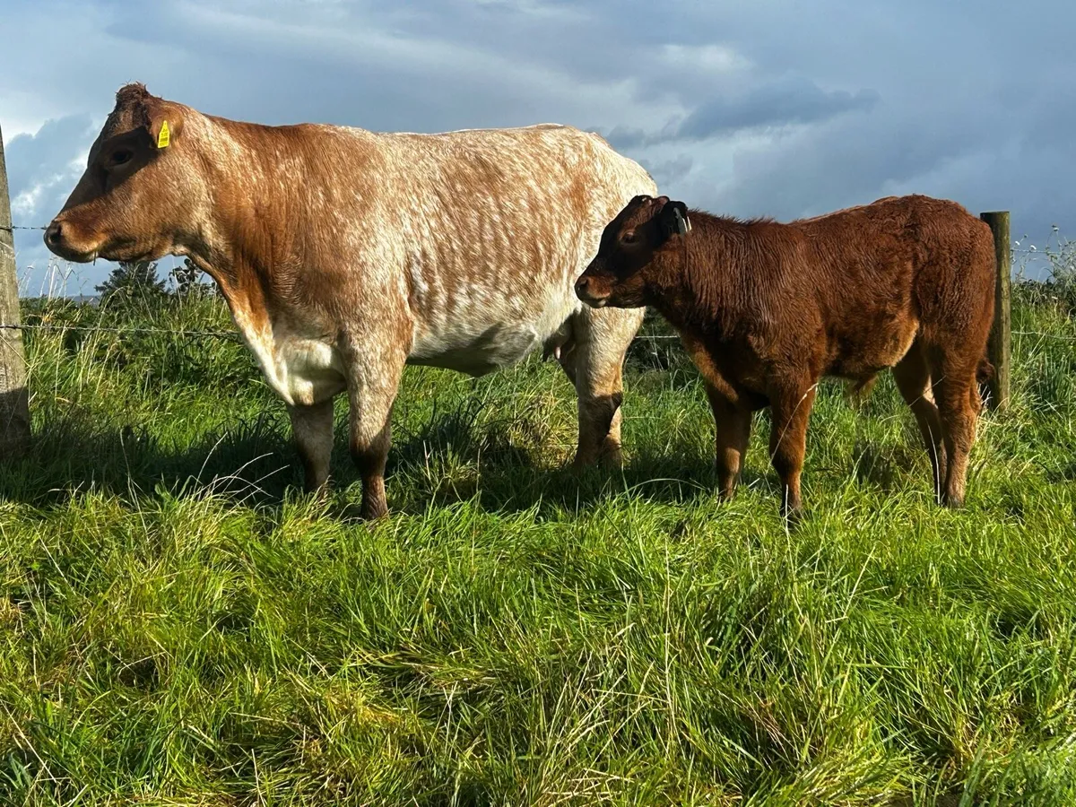 5 Star Roan Cow & Bull Calf At Foot Back In Calf - Image 3