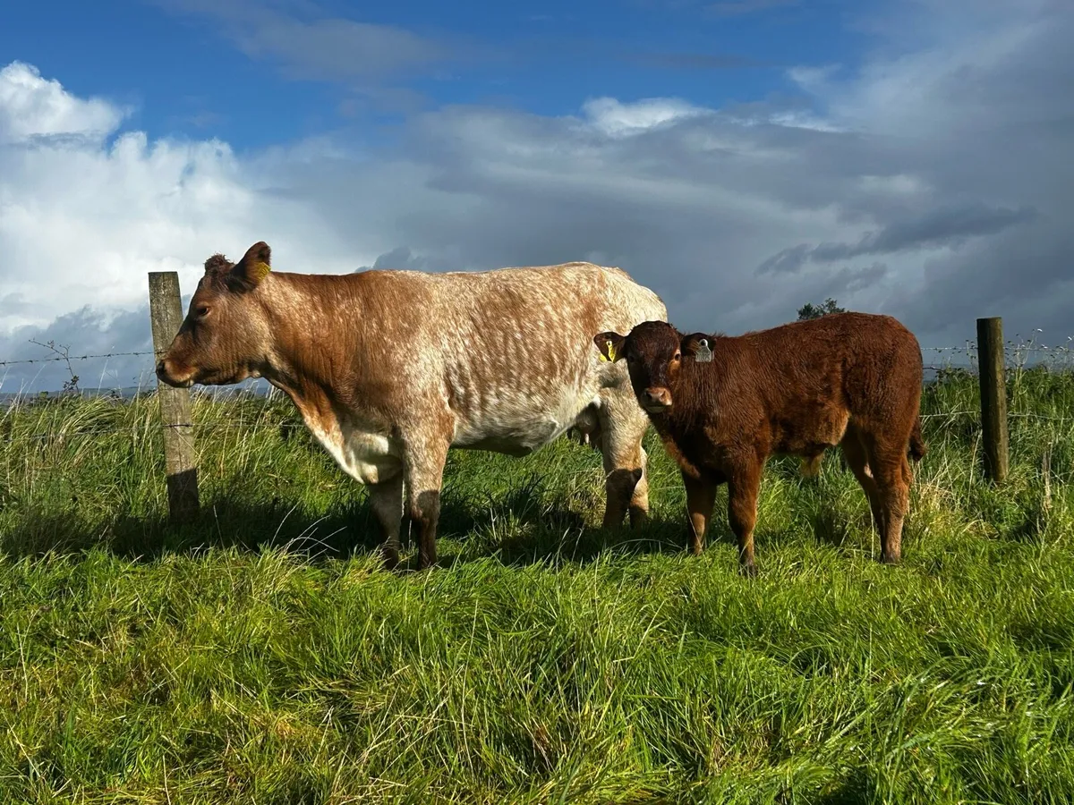 5 Star Roan Cow & Bull Calf At Foot Back In Calf - Image 4