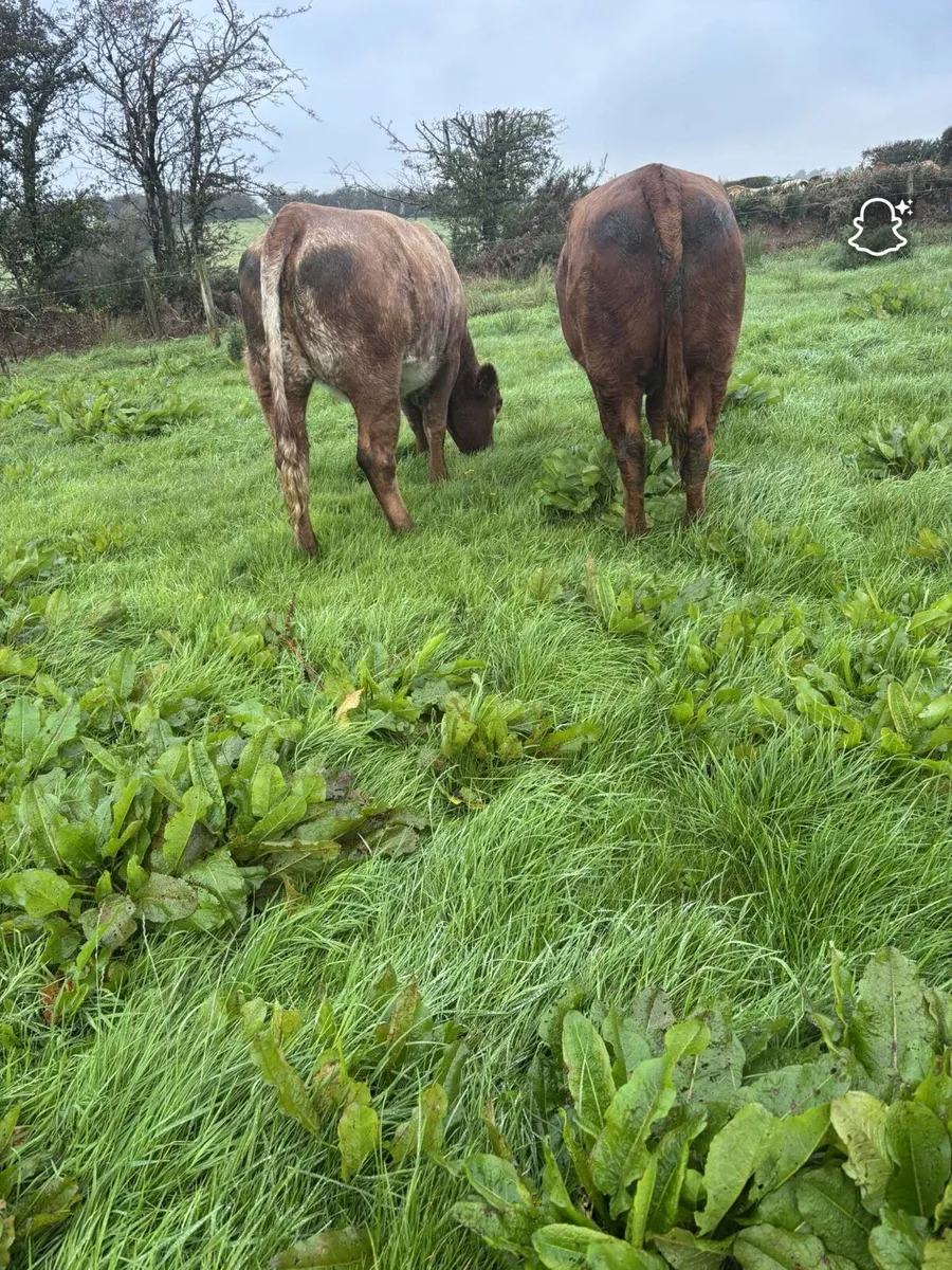 Heifers Drumshambo Mart - Image 2