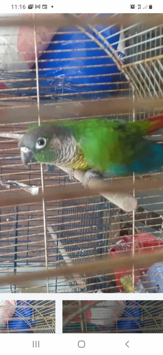 Conure bird.     Free ,     just phone me, gone  s