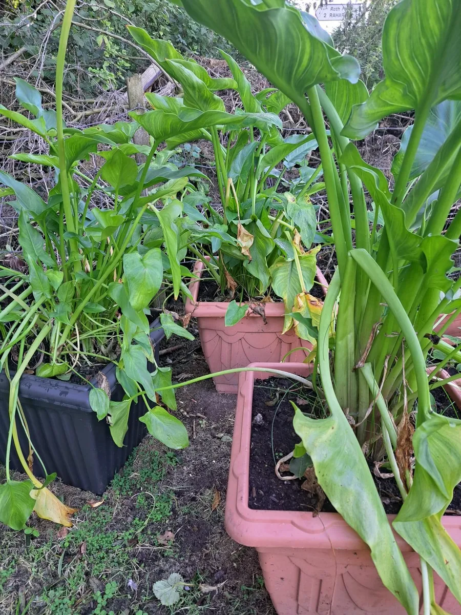Lillac-calla - Image 1