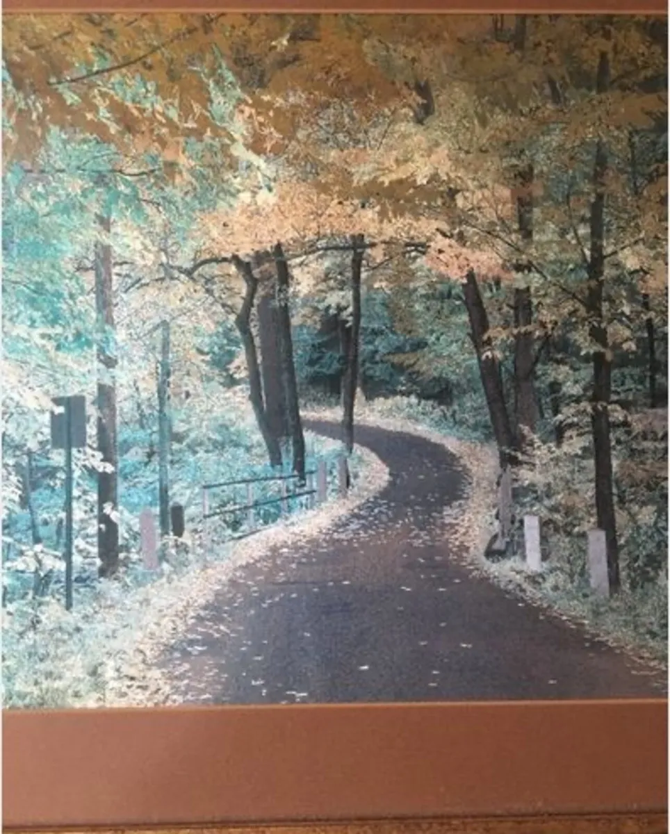 Picture of entrance to forest - Image 2