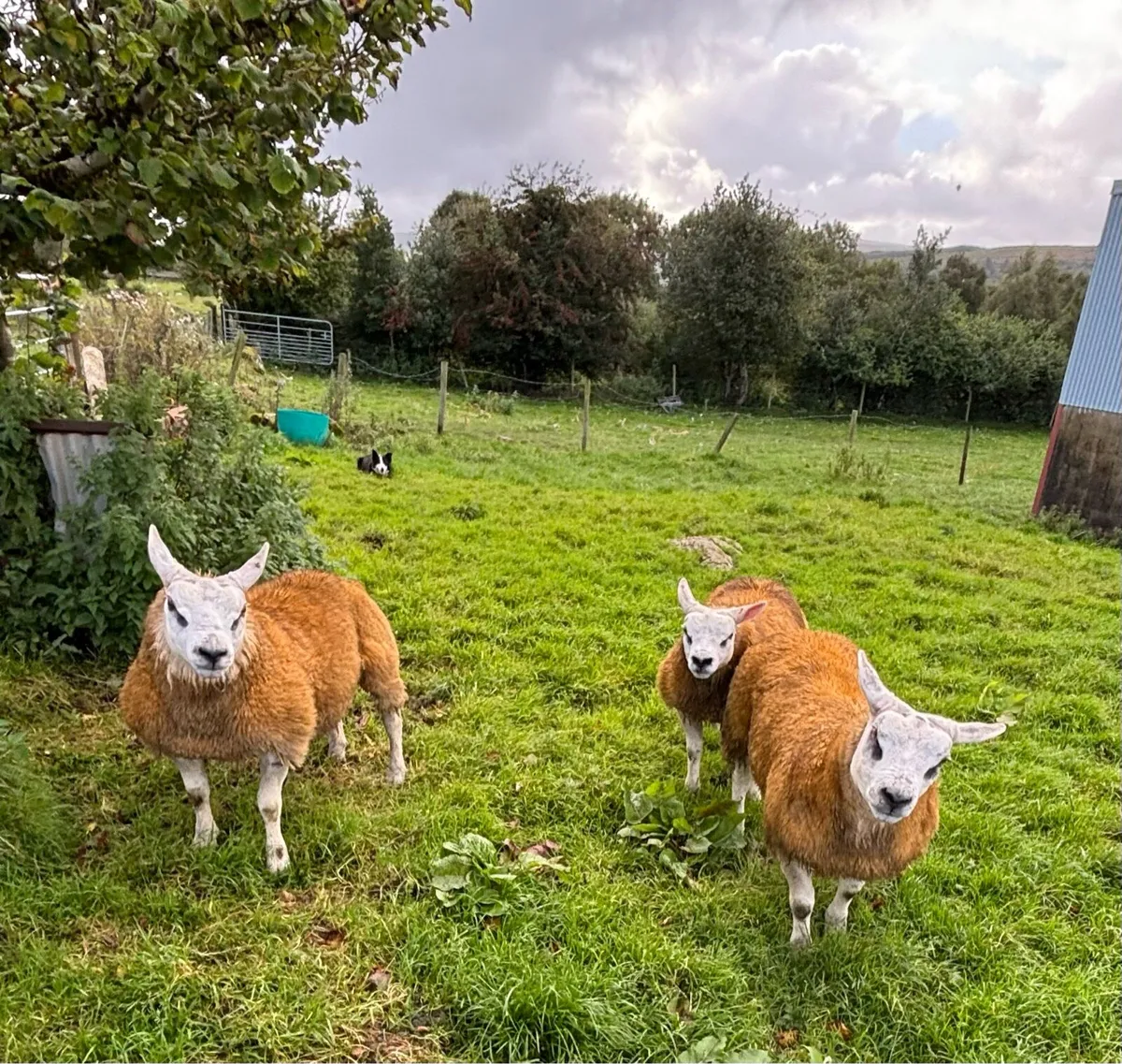 5 Star - SIS Approved Texel Rams⭐️⭐️⭐️⭐️⭐️ - Image 2