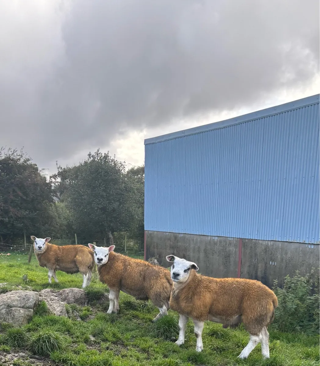 5 Star - SIS Approved Texel Rams⭐️⭐️⭐️⭐️⭐️ - Image 3