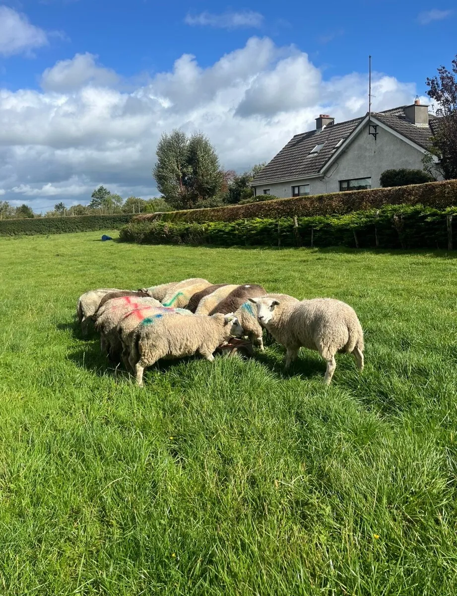 18 continental store lambs - Image 2