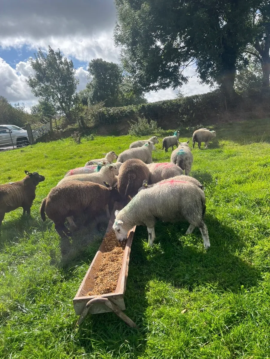 18 continental store lambs - Image 3