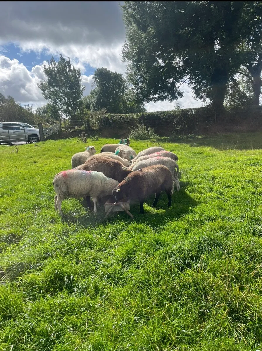 18 continental store lambs - Image 4