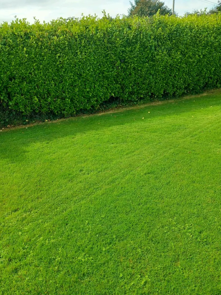 Griselinia hedge - Image 1