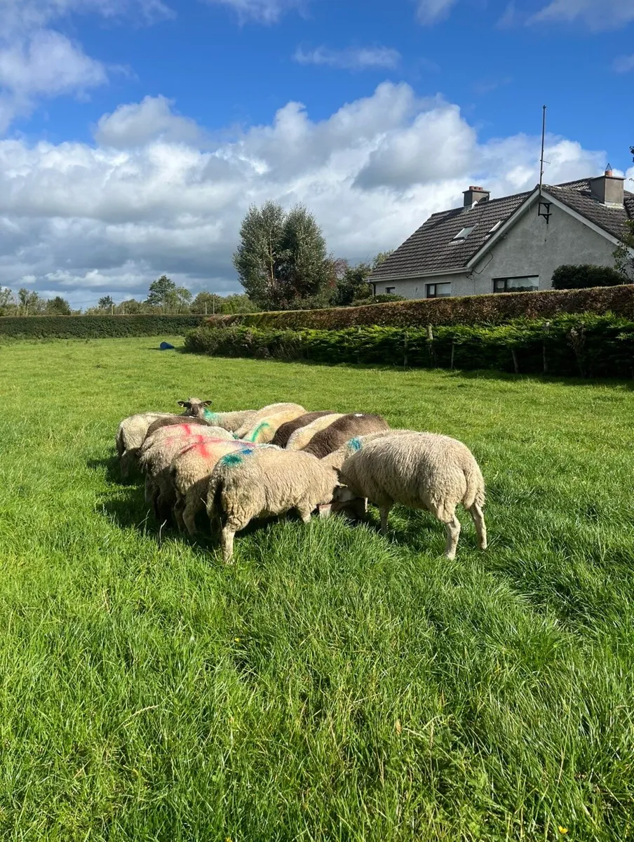18 continental store lambs - Image 1