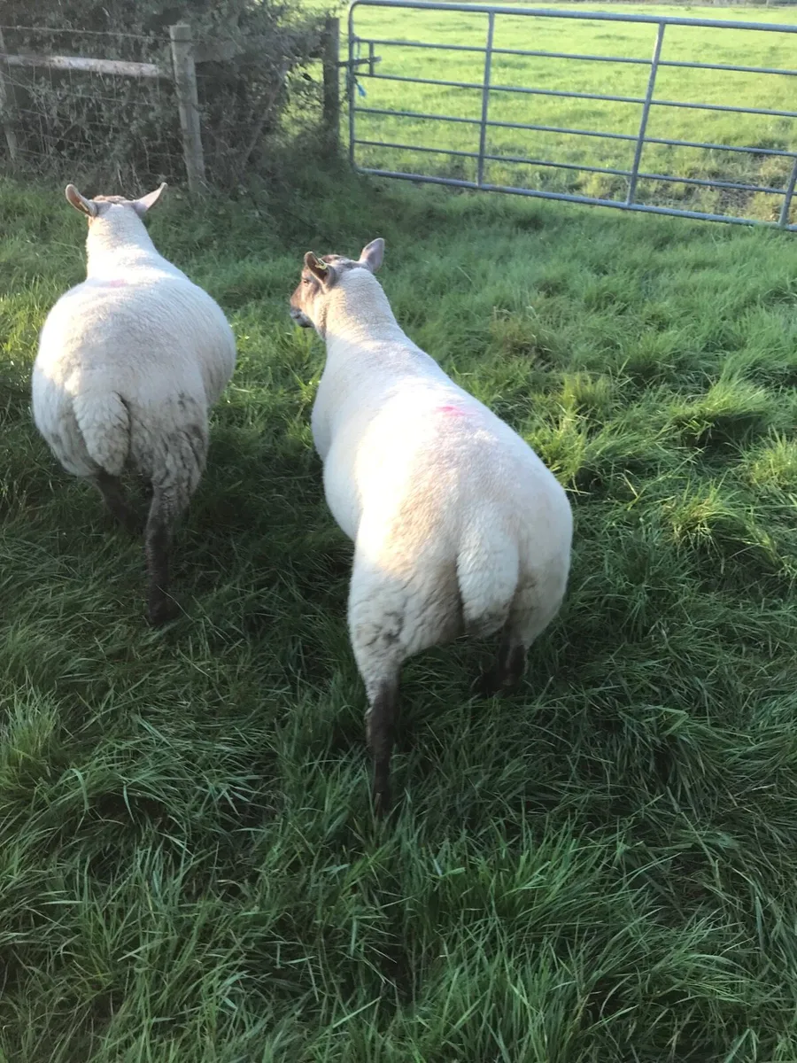 Two hoget ewes and two two year old breeding ewes - Image 2