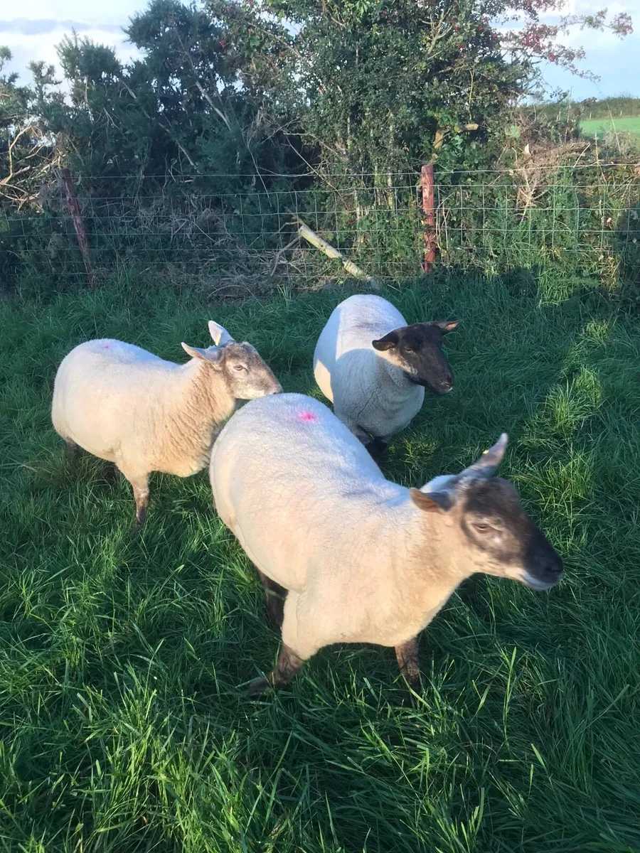 Two hoget ewes and two two year old breeding ewes - Image 3