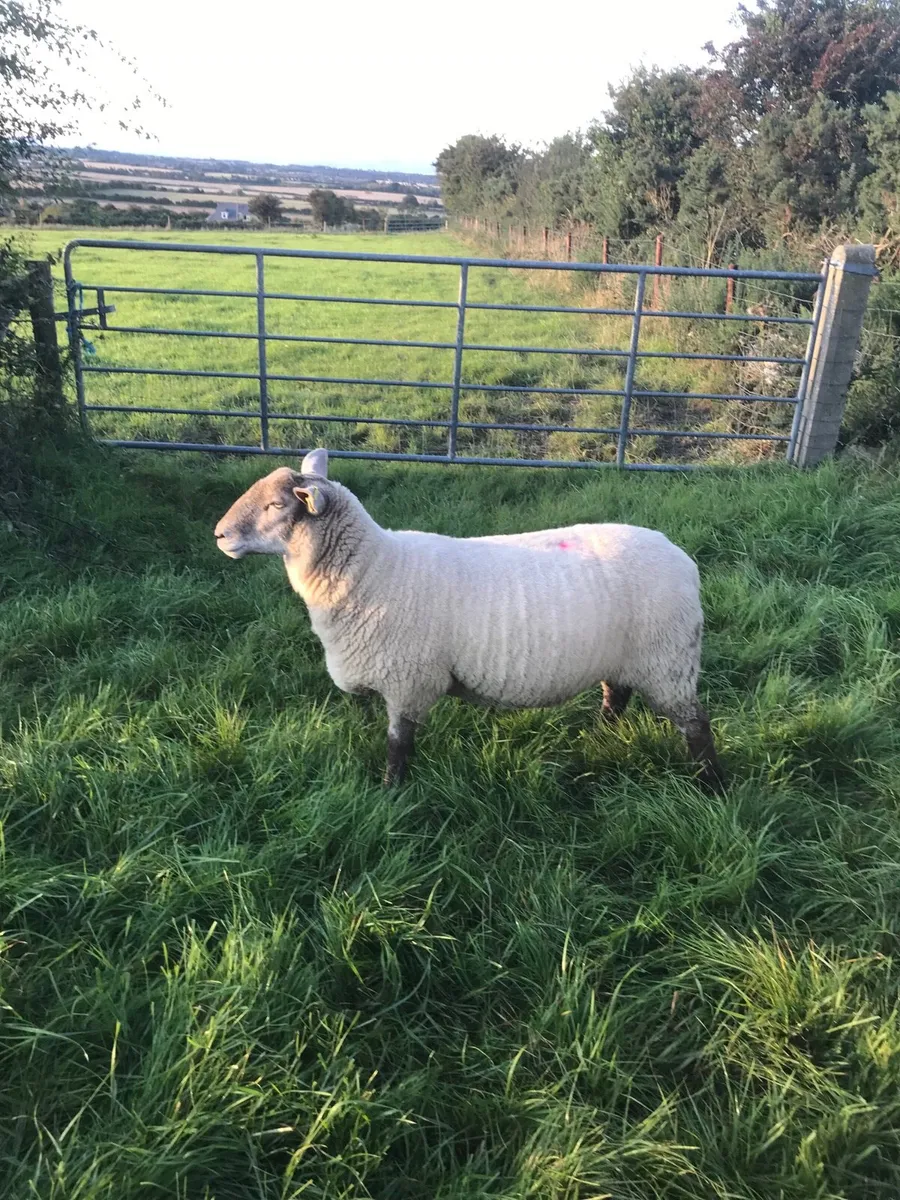 Two hoget ewes and two two year old breeding ewes - Image 1