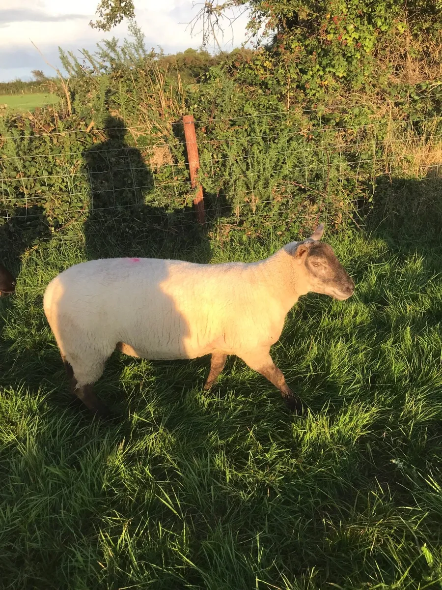 Two hoget ewes and two two year old breeding ewes - Image 4
