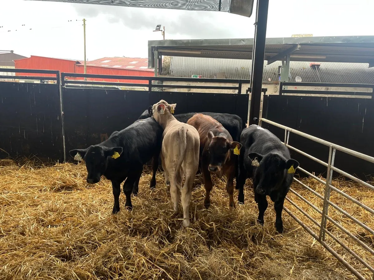 5 super continental weaned heifers - Image 1