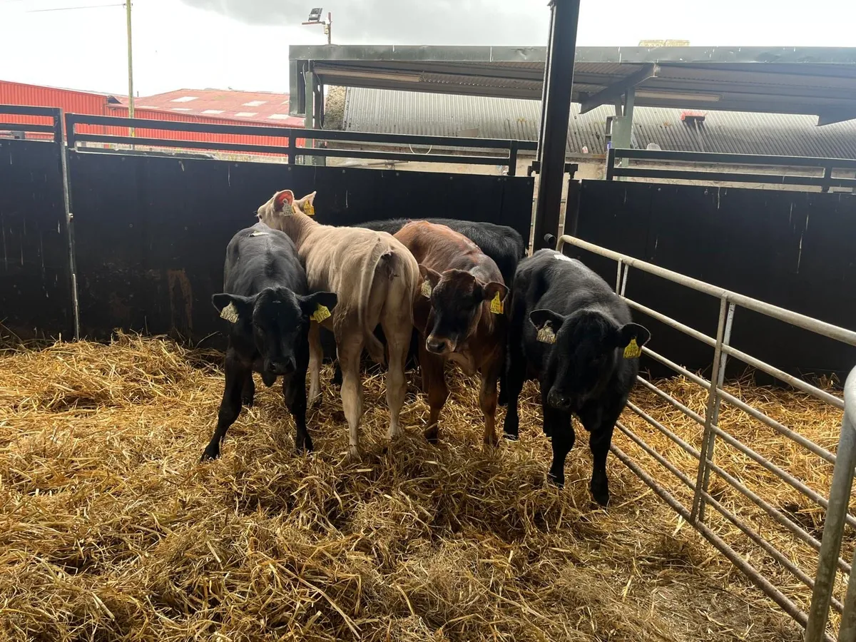 5 super continental weaned heifers - Image 2