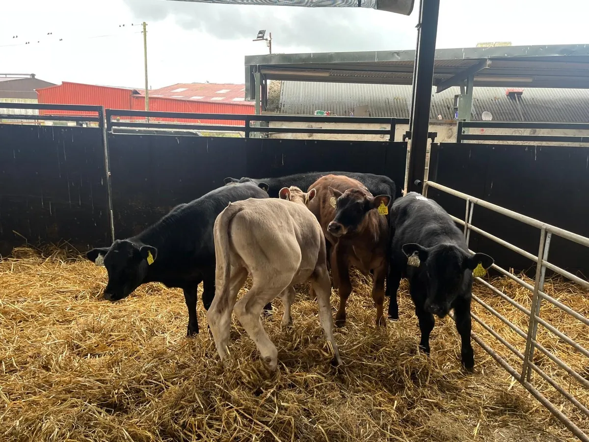 5 super continental weaned heifers - Image 3