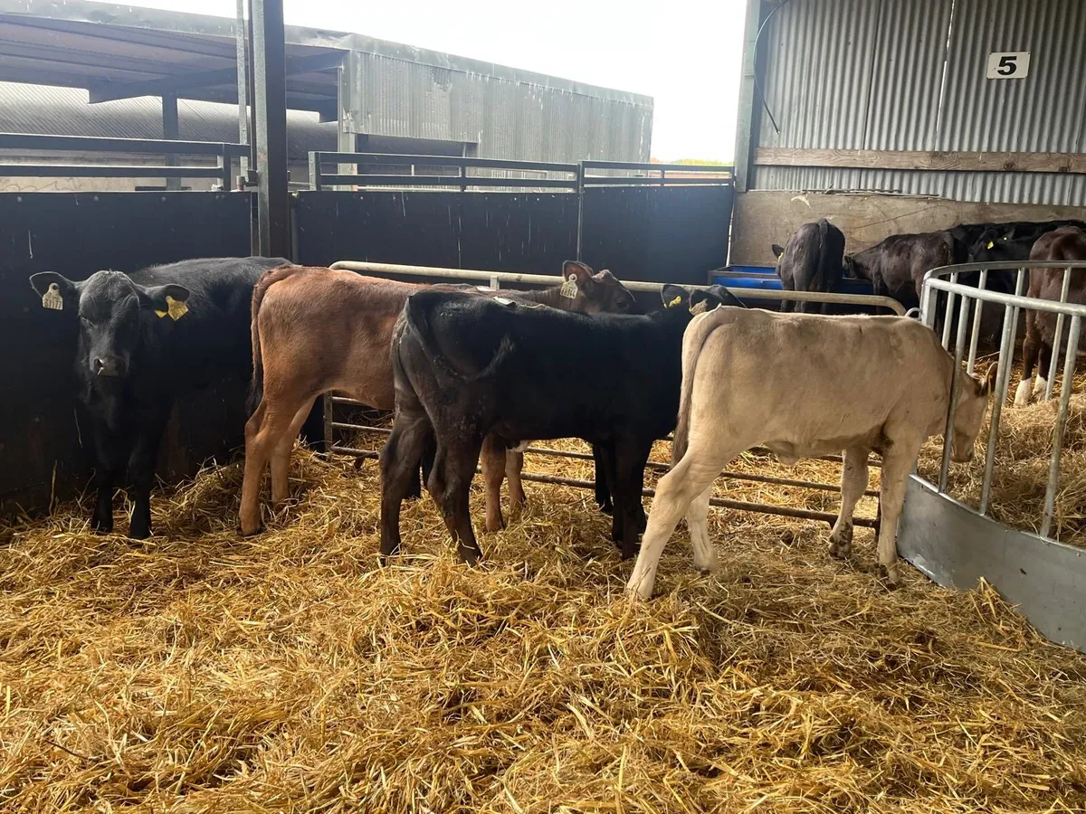 5 super continental weaned heifers - Image 4