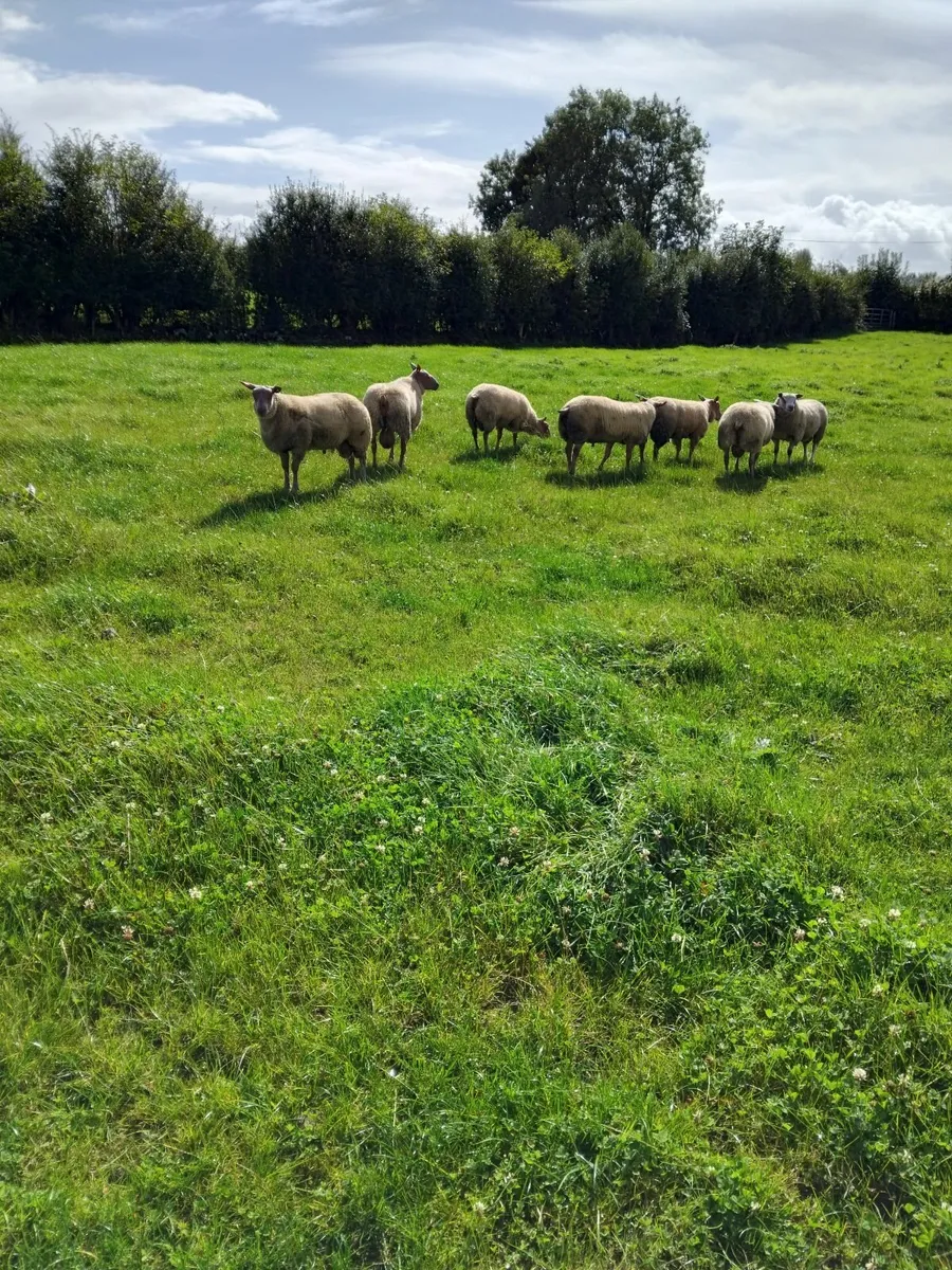 Rouge ram lanbs - Image 2