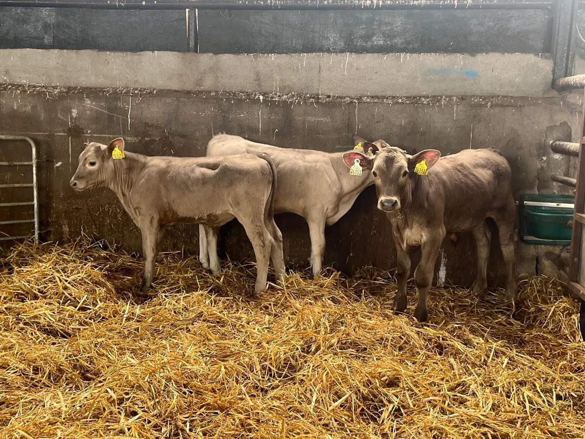 3 super weaned charlaois bulls - Image 1