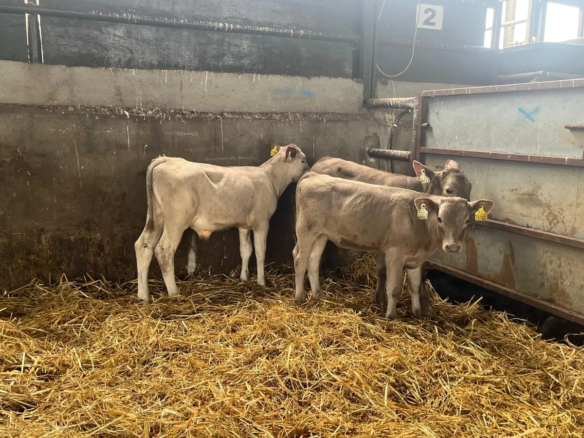 3 super weaned charlaois bulls - Image 2