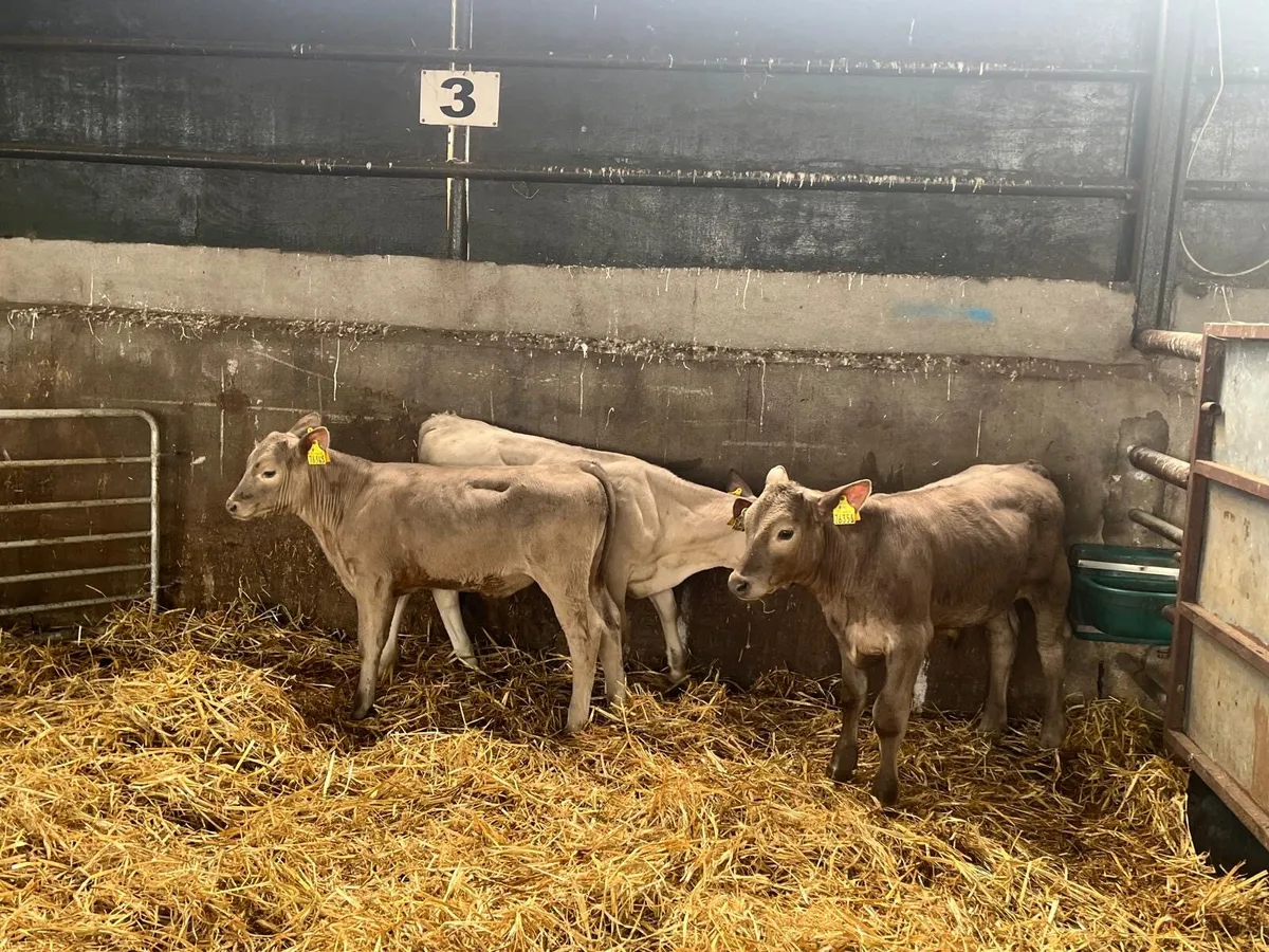 3 super weaned charlaois bulls - Image 3