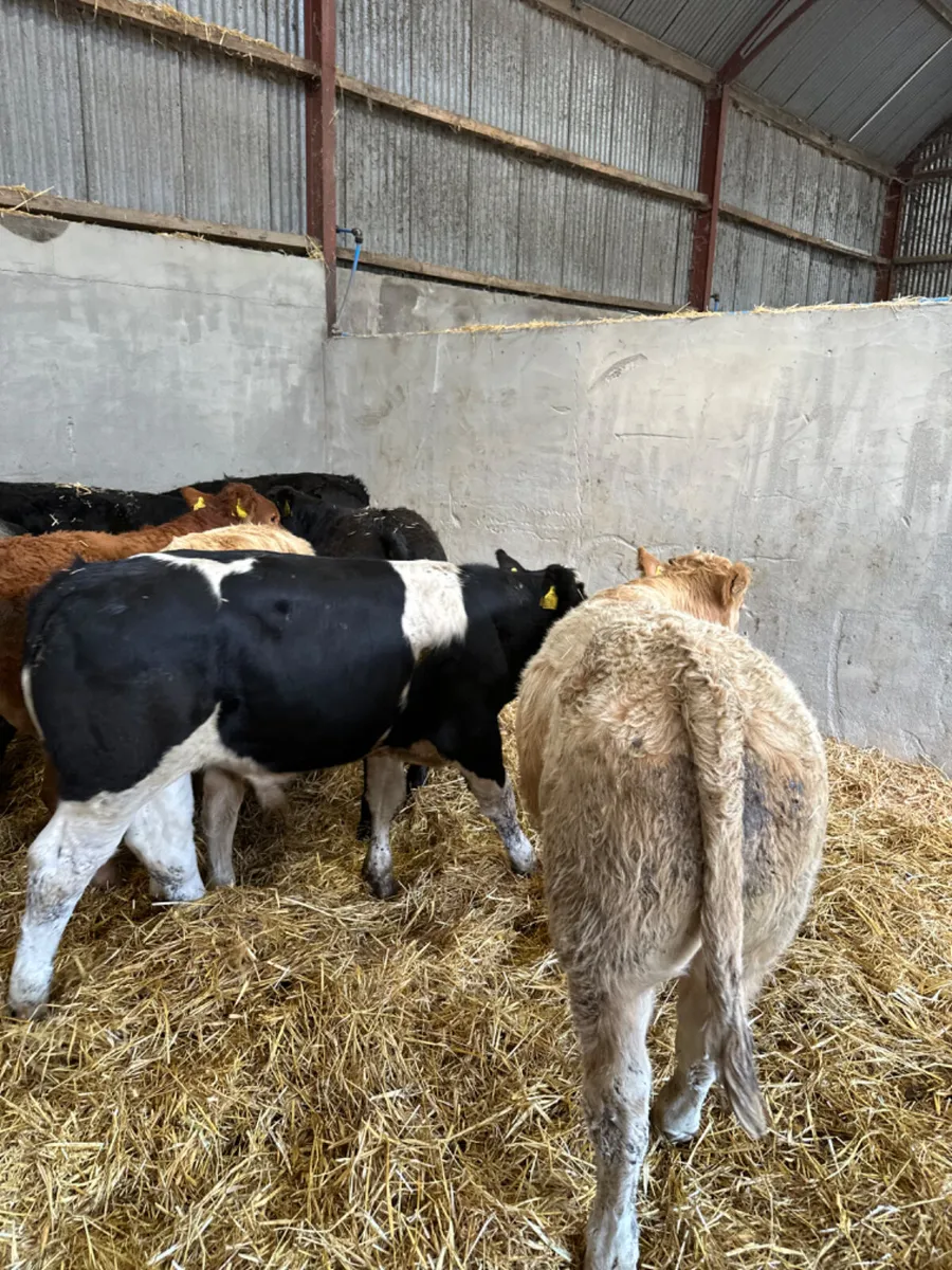 Beef bred bulls - Image 4