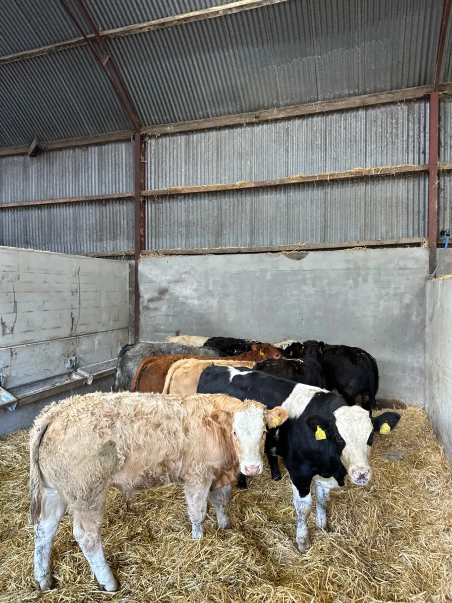 Beef bred bulls - Image 1