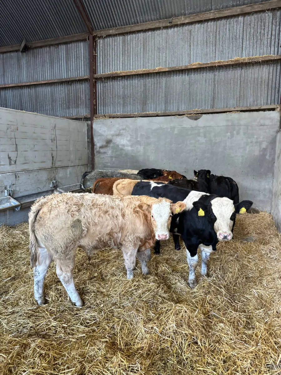 Beef bred bulls - Image 2