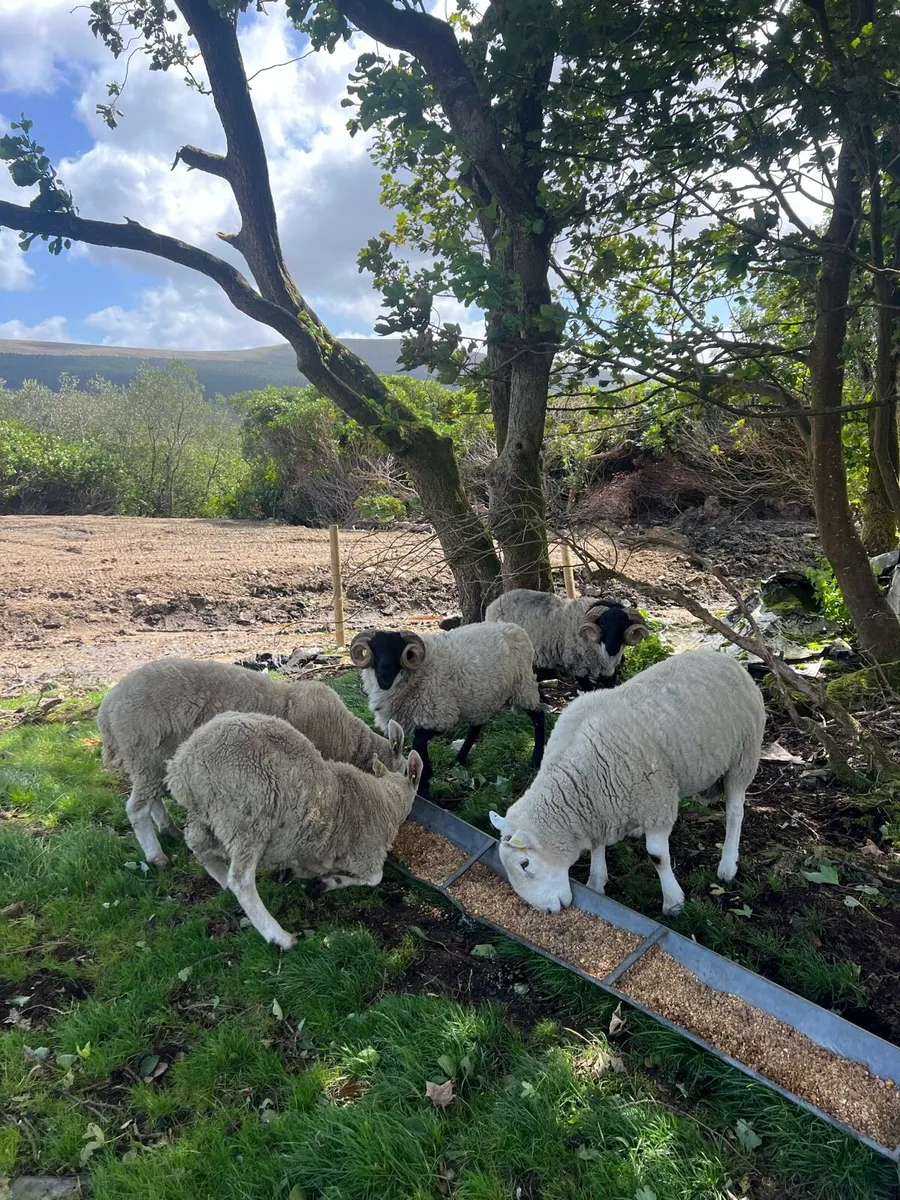 Sis approved hogget rams - Image 2