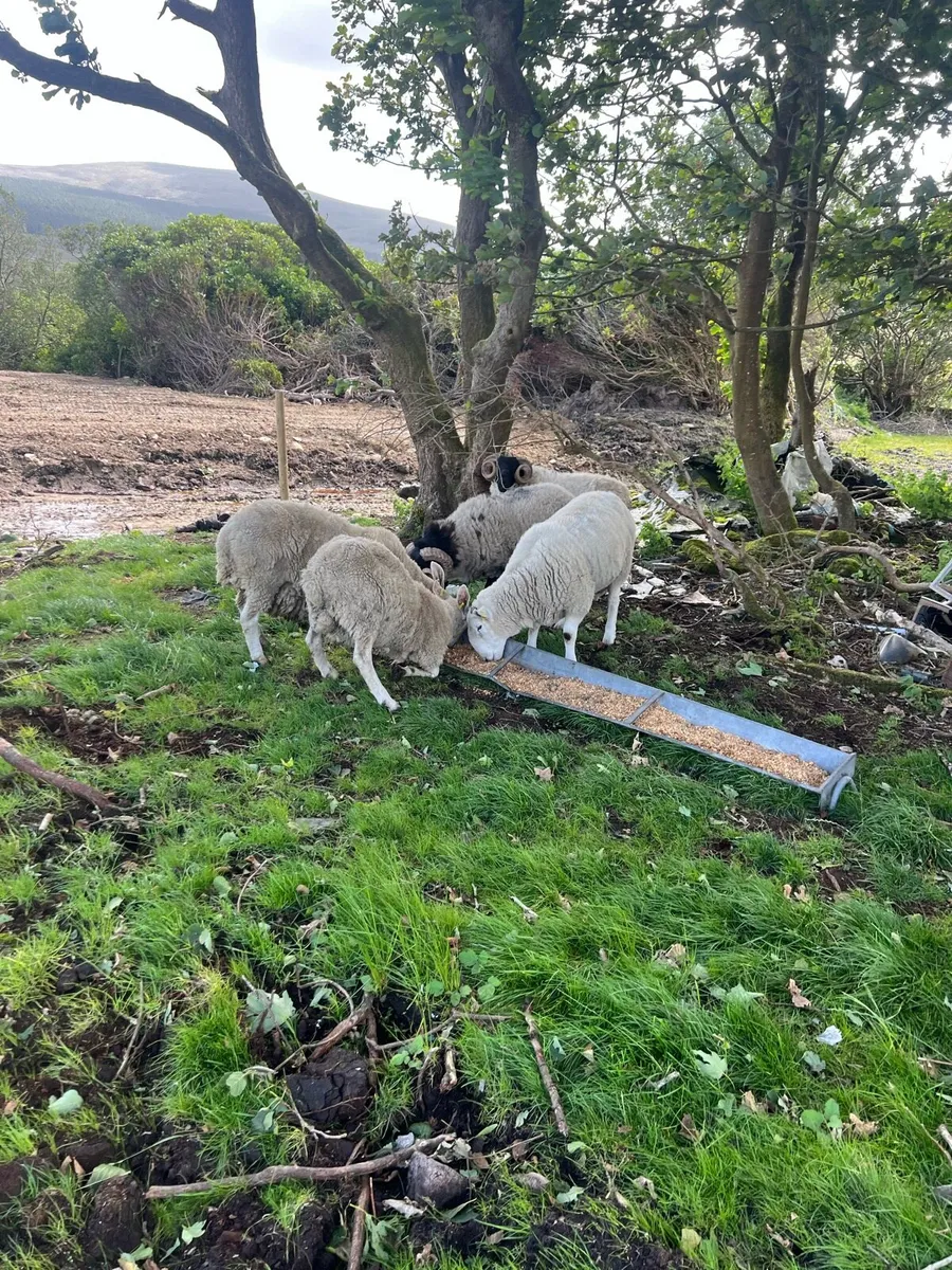 Sis approved hogget rams - Image 3