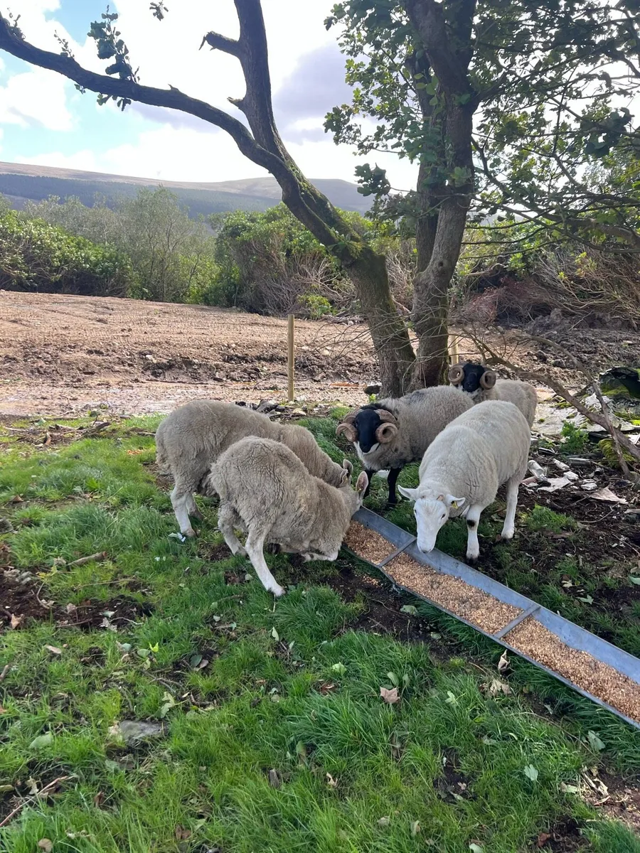 Sis approved hogget rams - Image 4