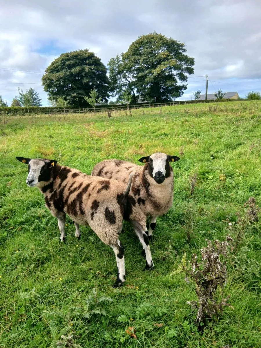 Ram lamb - Image 1