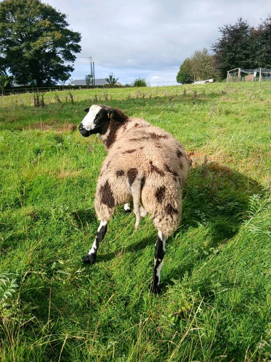 Ram lamb - Image 2