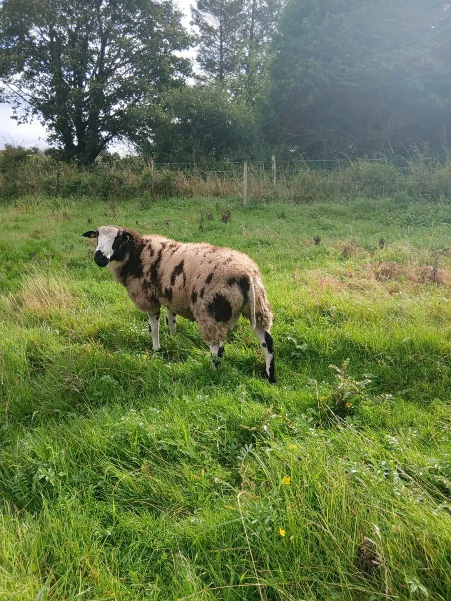 Ram lamb - Image 3