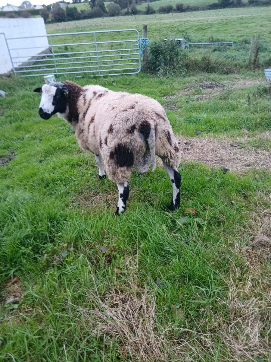 Ram lamb - Image 4