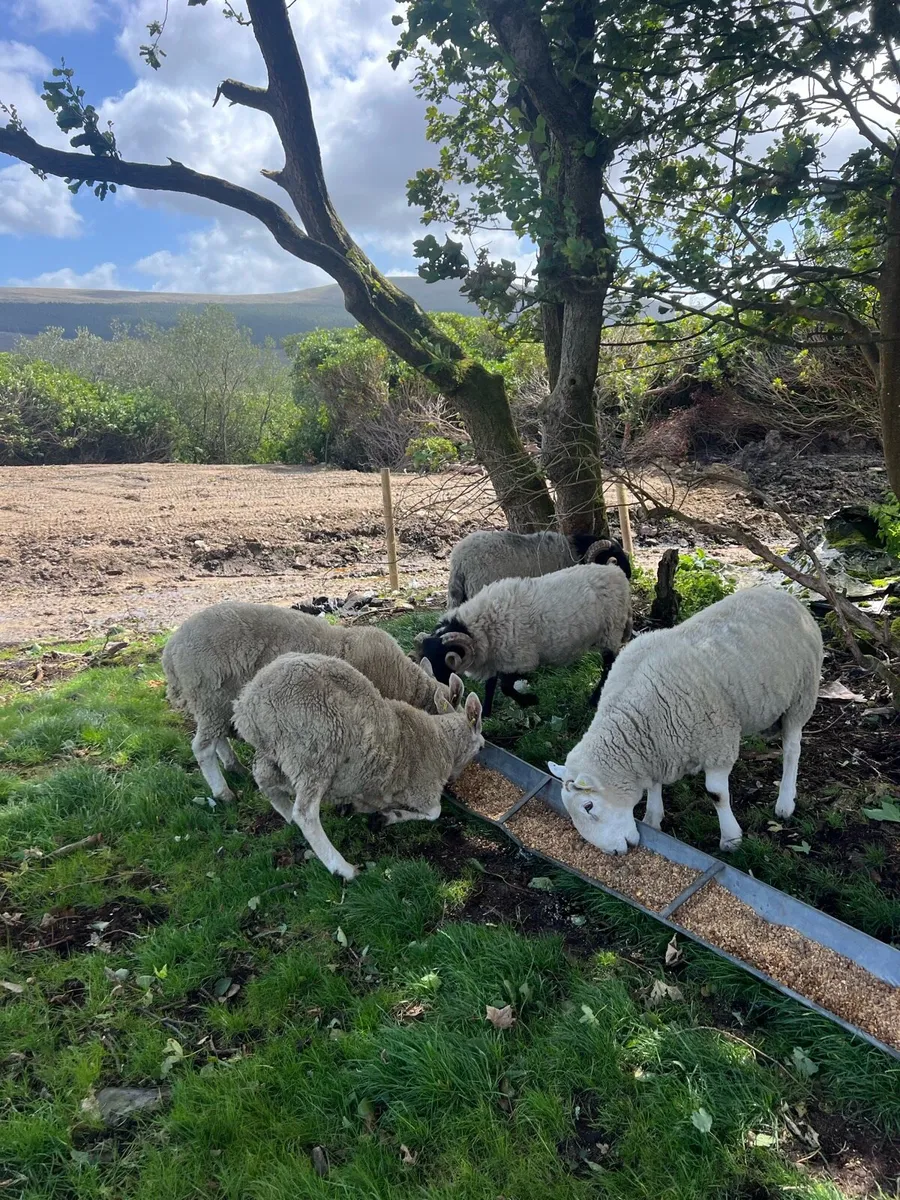 Sis approved hogget rams - Image 1