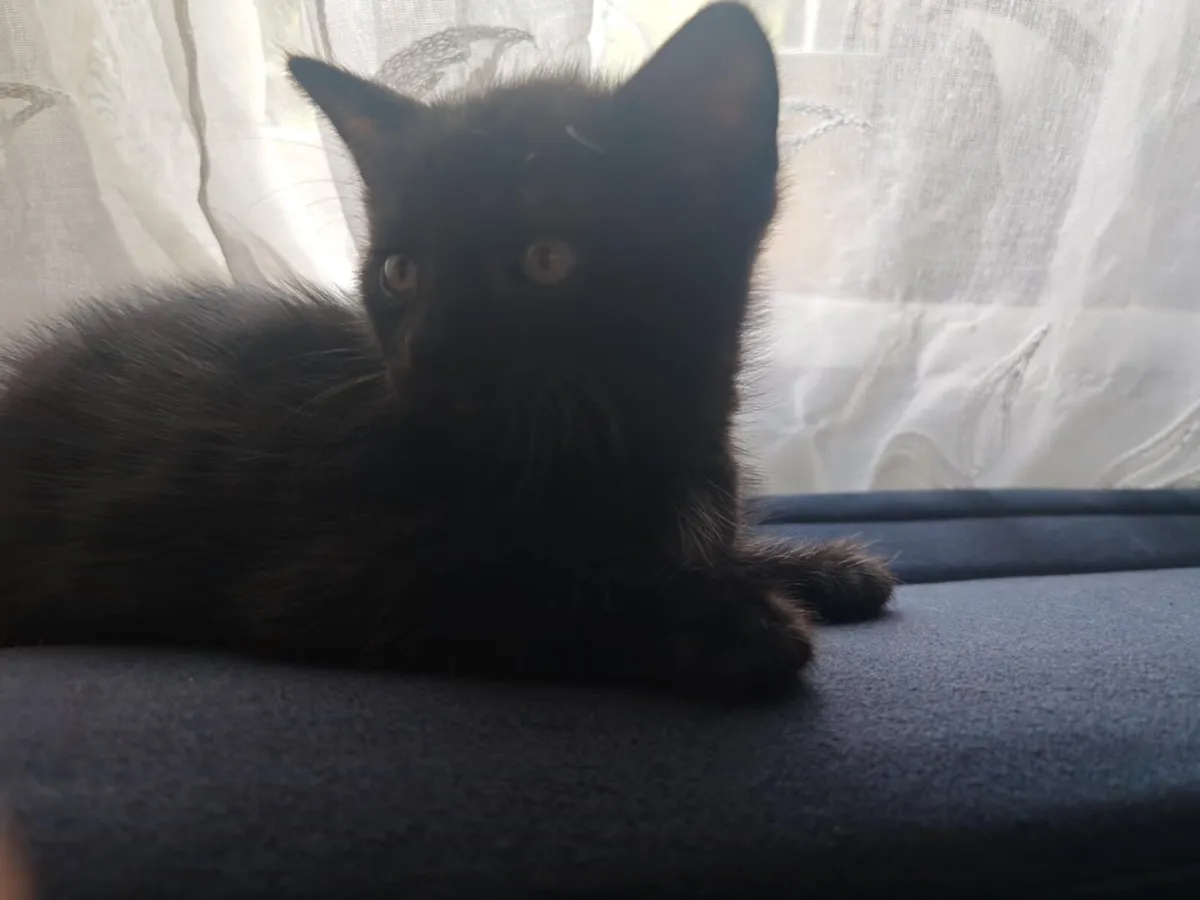 Kittens - Image 2