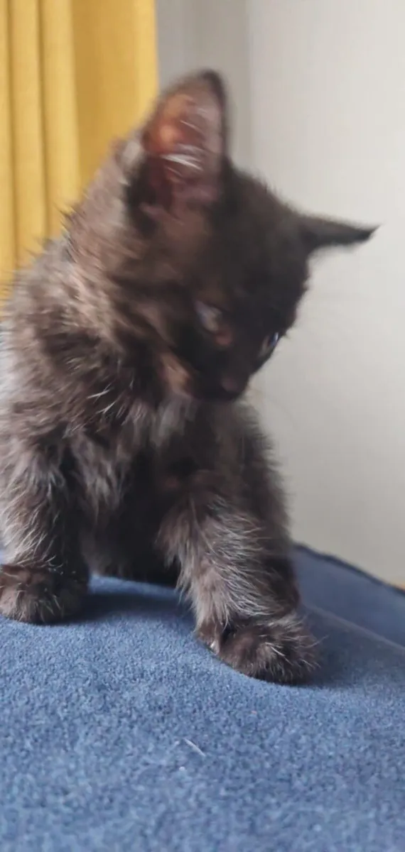 Kittens - Image 3
