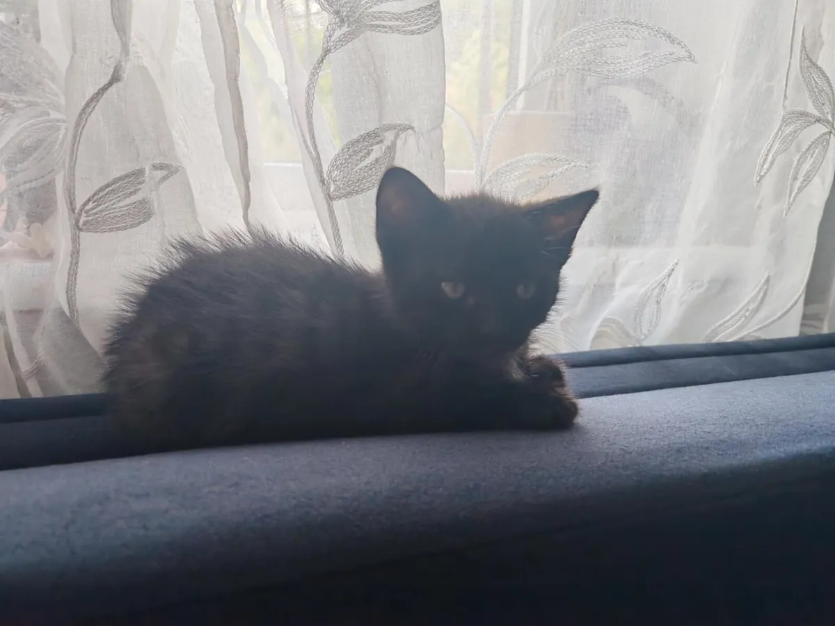 Kittens - Image 4