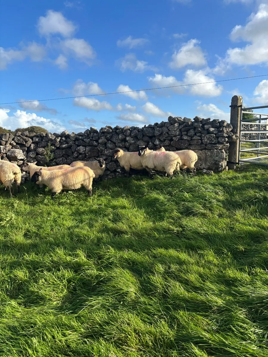Suffolk x Cheviot Ewe Lambs - Image 2