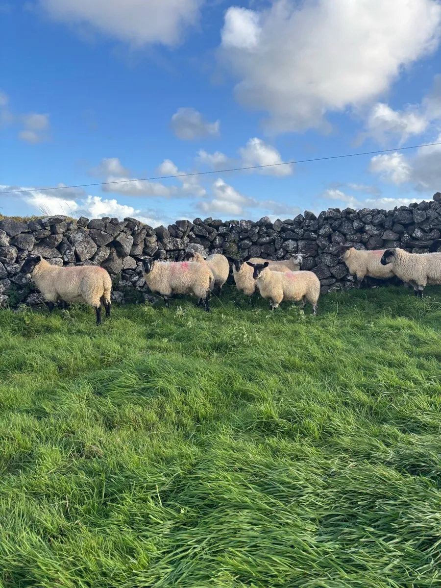 Suffolk x Cheviot Ewe Lambs - Image 1