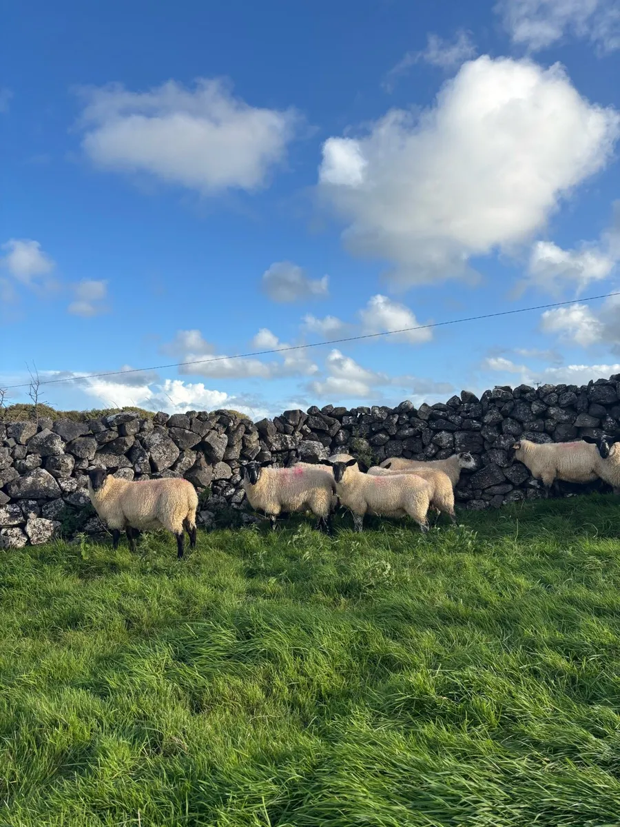 Suffolk x Cheviot Ewe Lambs - Image 3