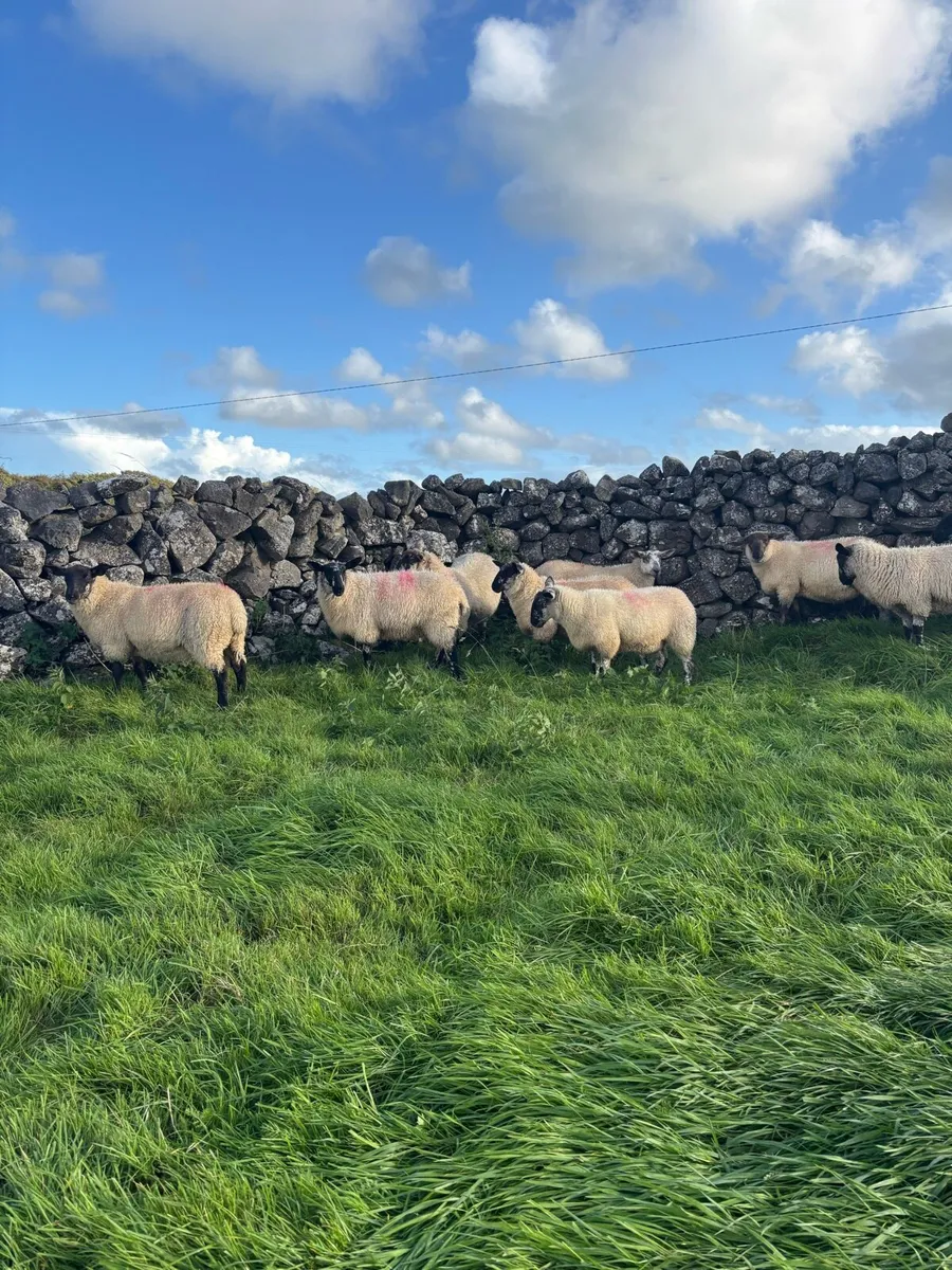 Suffolk x Cheviot Ewe Lambs - Image 4