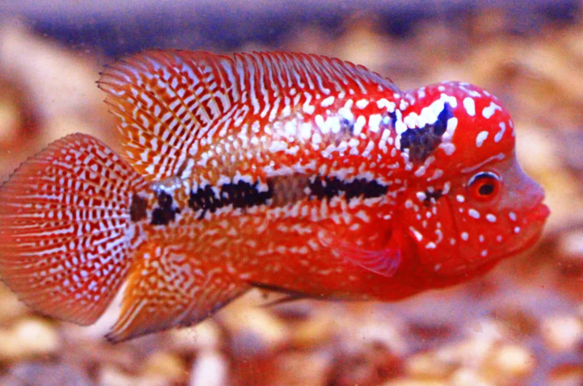 AAA King Kamfa Flowerhorn - Image 2