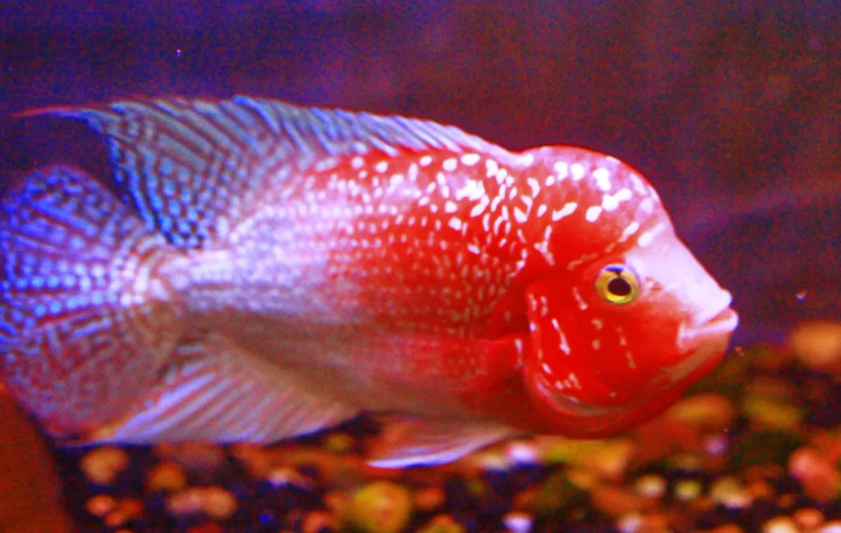 AAA King Kamfa Flowerhorn - Image 3