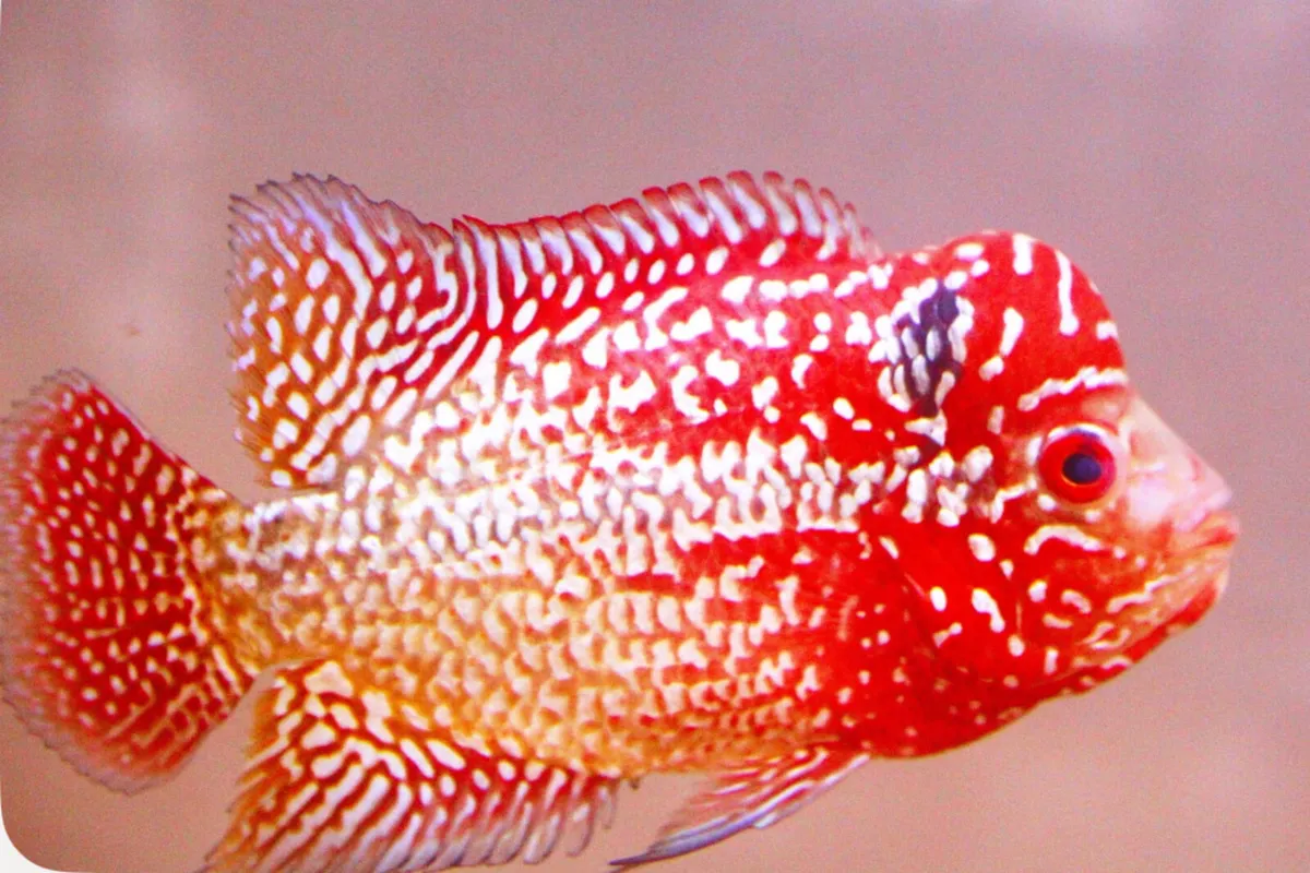 AAA King Kamfa Flowerhorn - Image 4