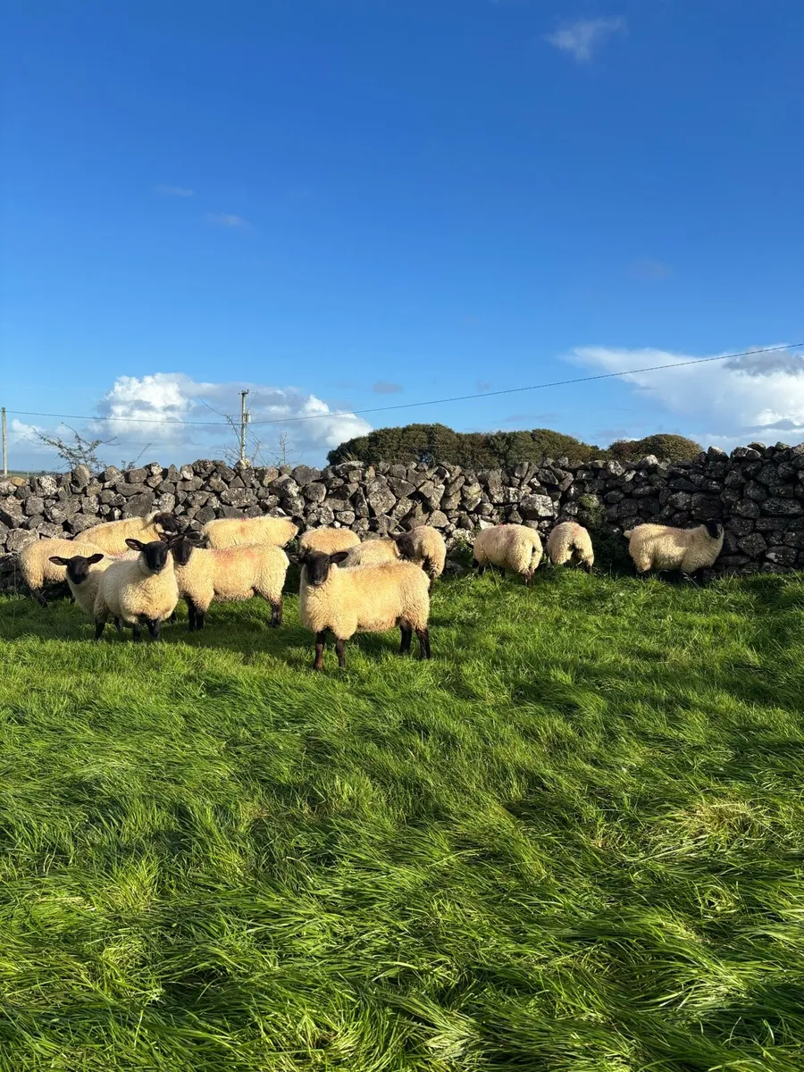 Suffolk Ewe Lambs - Image 1