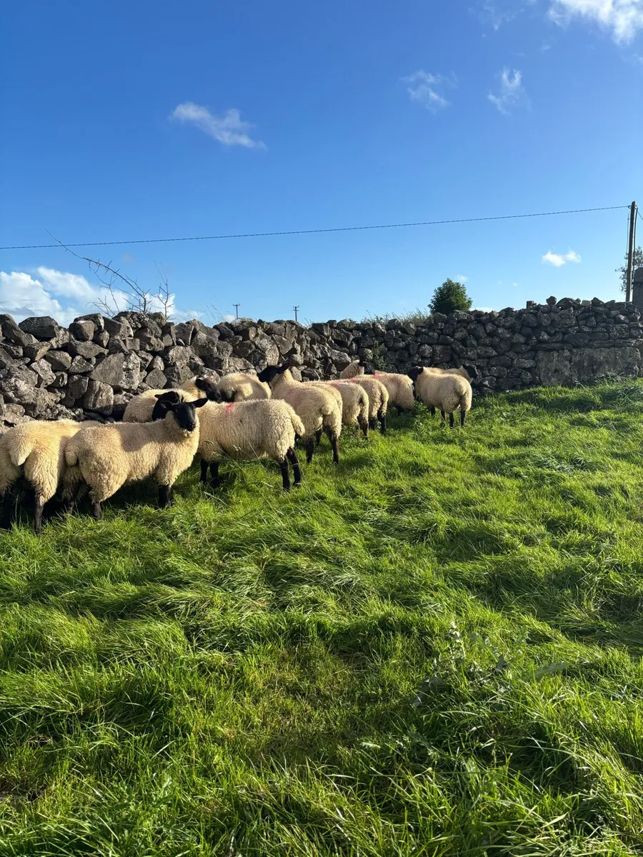Suffolk Ewe Lambs - Image 2
