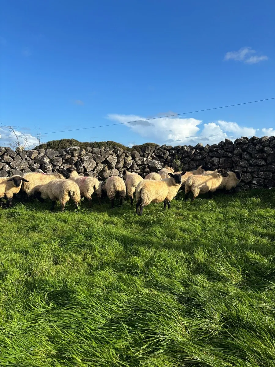 Suffolk Ewe Lambs - Image 3