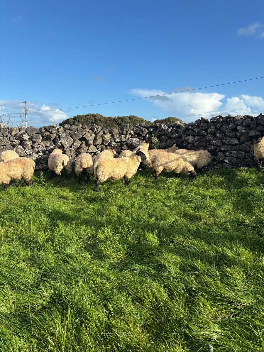 Suffolk Ewe Lambs - Image 4
